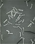 ACLON-FIBER-50X